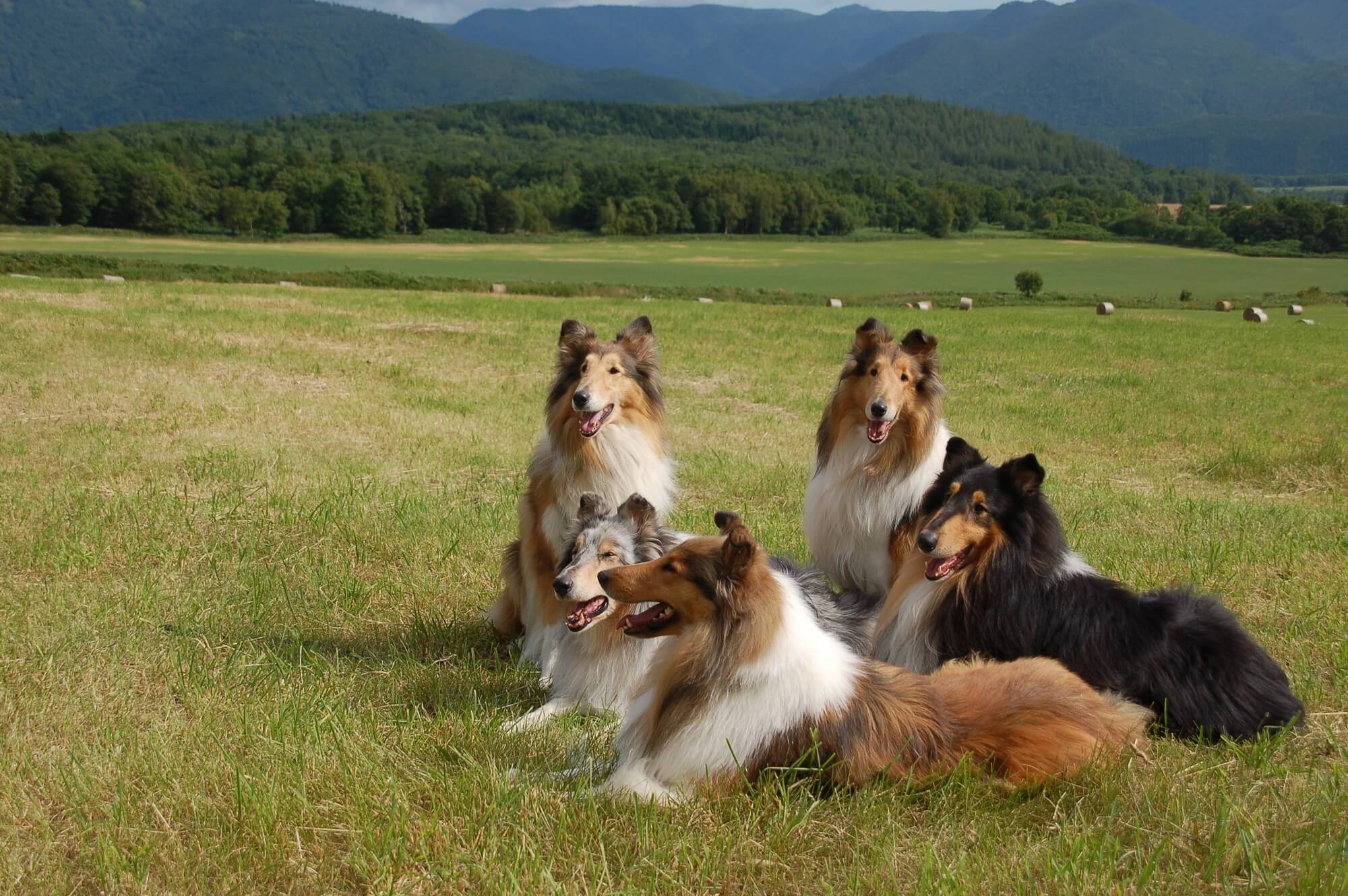 コリーの飼い方のコツ